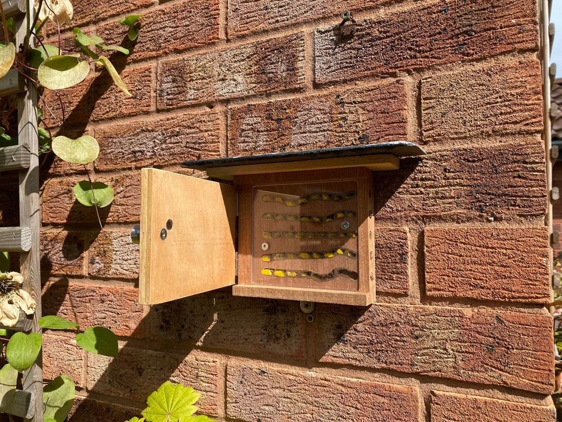 Standard Solitary bee box full of pollen ready for life cycle to winter dormant - BeeLife