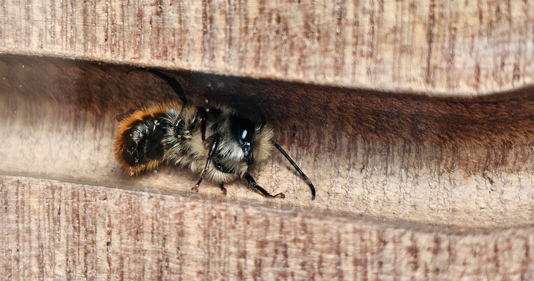 Red mason solitary bee in the chamber - BeeLife