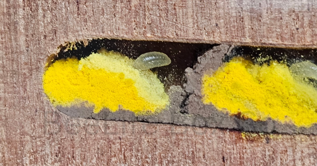 Pollen loaf inside a solitary bee box chamber - BeeLife