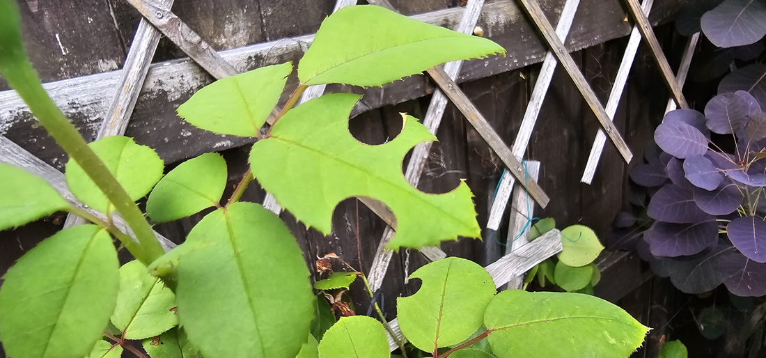 Garden’s a Leafcutter Runway