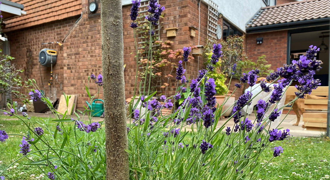 Lavender in back garden - BeeLife