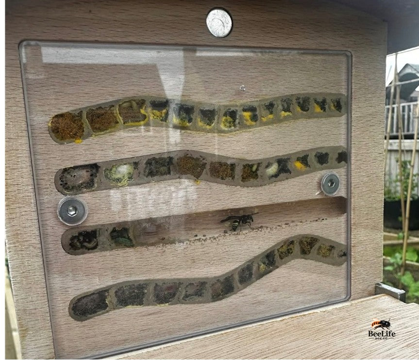 Why Our Bee Box Attracts Such A Mix