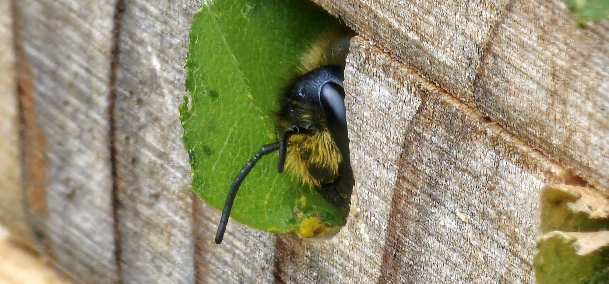 A lifeshot, close-up shot of a leafcutter bee emerging from a hole, with a green leaf tucked behind its head - Beelife