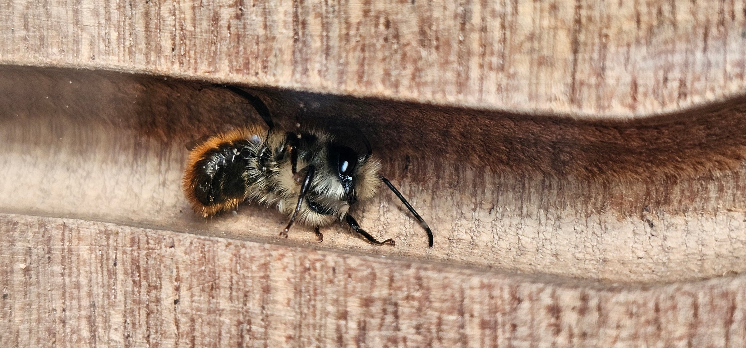 A close-up photograph of a red mason bee with black and orange fuzzy body standing on a textured wooden chamber - BeeLife