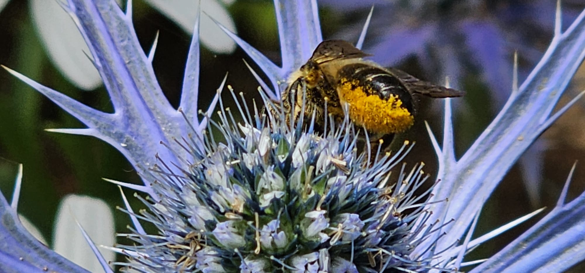 A close-up photograph of a bumblebee with yellow pollen under her body, crawling on the centre of a blue spiky globe flower, with the cornflower petals radiating outward against a blurred green and purple background - BeeLife