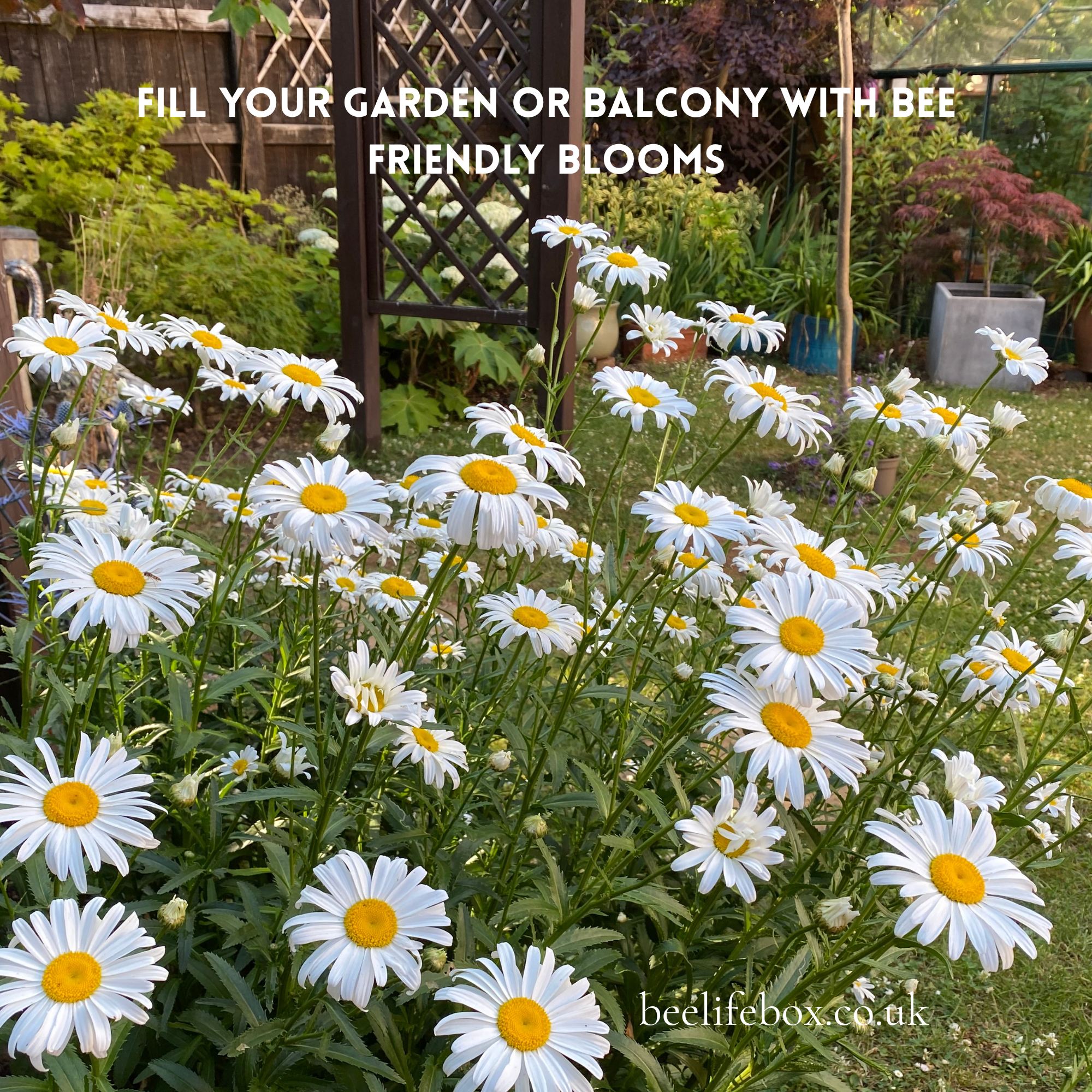 A lifeshot garden bed filled with white daisy-like flowers with yellow centers, growing in a real outdoor setting with a wooden trellis and plants in the background. White text at the top reads 'FILL YOUR GARDEN OR BALCONY WITH BEE FRIENDLY BLOOMS' and 'bee lifebox.