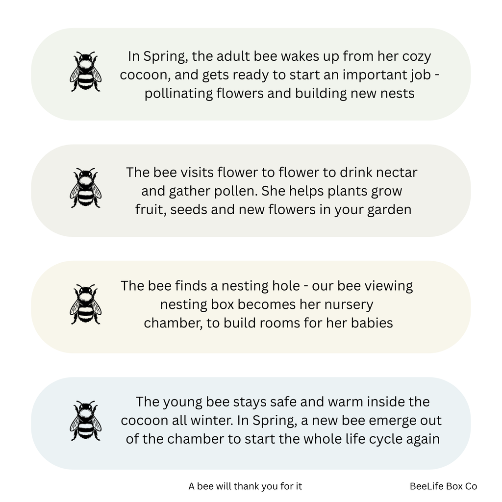 Bee life cycle guide on white background - BeeLife