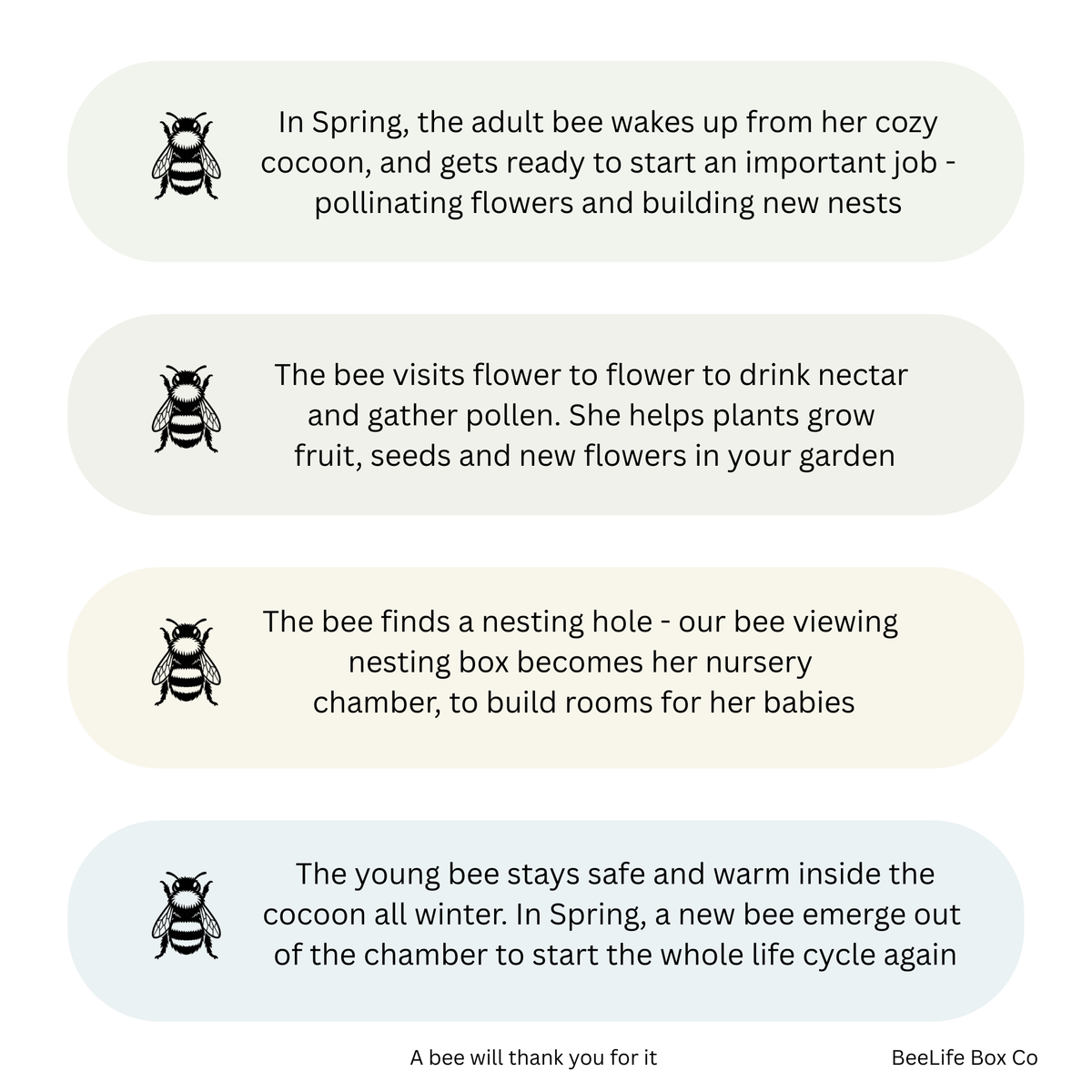 Bee life cycle guide on white background - BeeLife