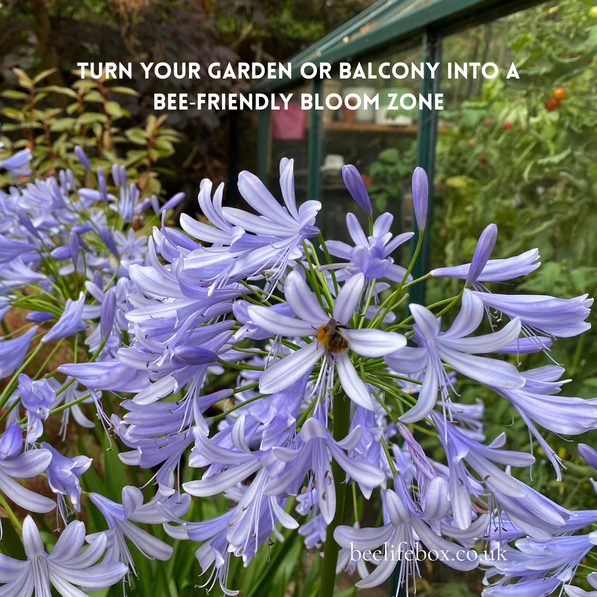 Blue agapanthus flowers in bloom with a bee on the centre bloom, set in a garden with a greenhouse in the background and the text 'TURN YOUR GARDEN OR BALCONY INTO A BEE-FRIENDLY BLOOM ZONE' overlaid at the top - BeeLife