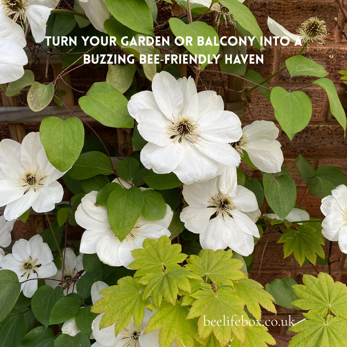 White clematis flowers with green leaves growing on a brick wall, with the text 'TURN YOUR GARDEN OR BALCONY INTO A BUZZING BEE-FRIENDLY HAVEN' and 'beelifebox.co.
