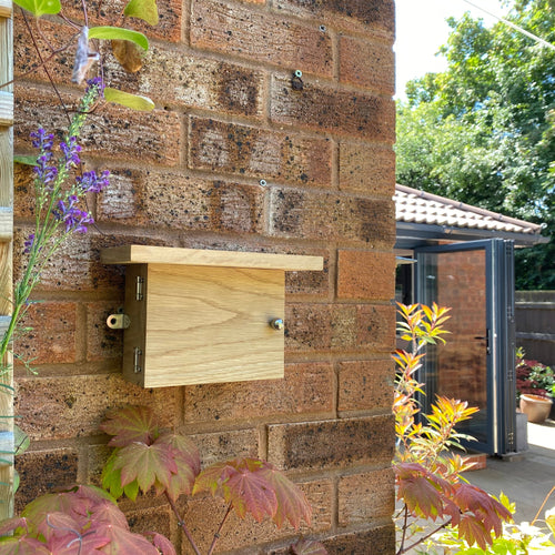 Solid oak bee nesting box attached to a brick wall with lifeshot garden elements in the foreground - BeeLife